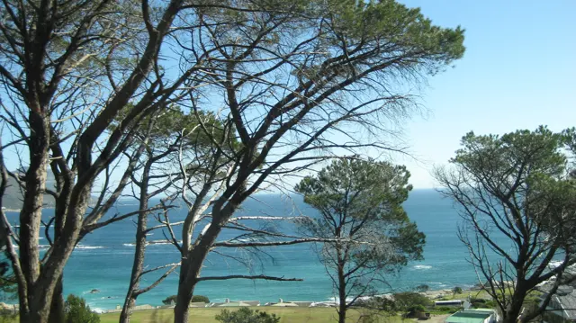 Branches frame bright blue bay water below.