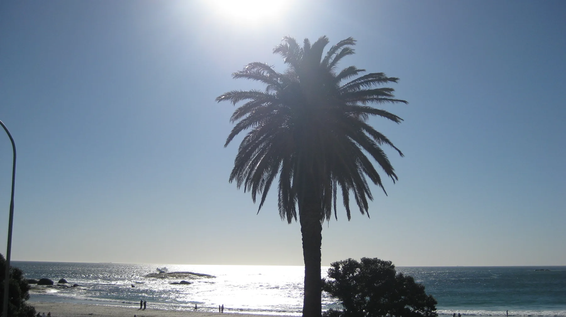 A dark palm silhouette stands before bright coastal sunlight.