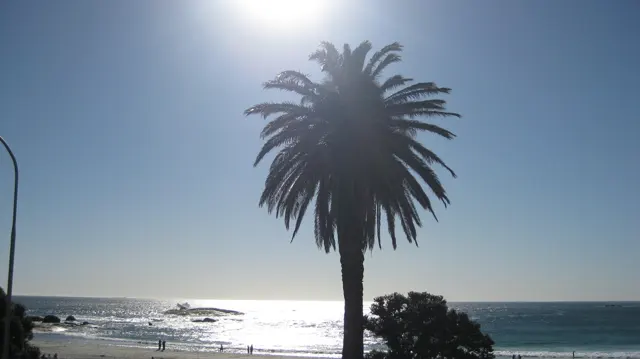 A dark palm silhouette stands before bright coastal sunlight.