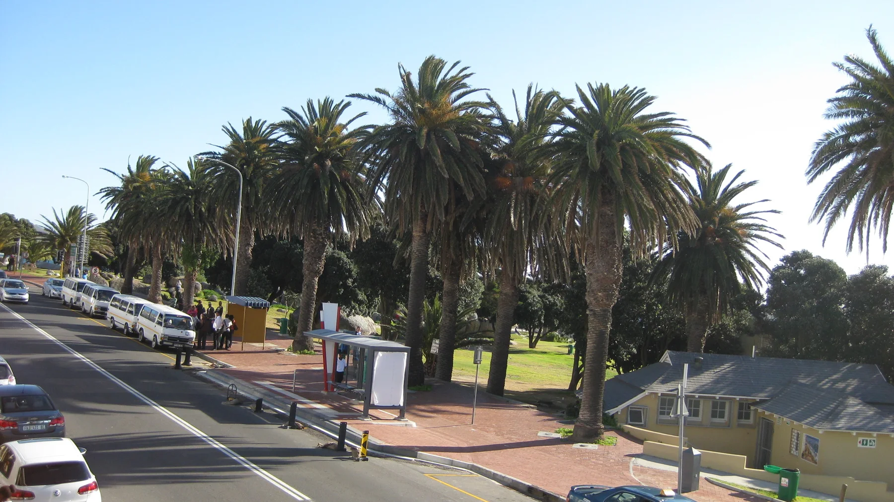 Dense palms border a sunny street with parked cars.