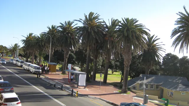 Dense palms border a sunny street with parked cars.