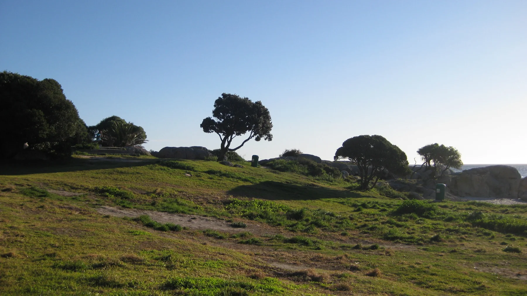 Low rounded trees stand on a gently rising grassy slope.