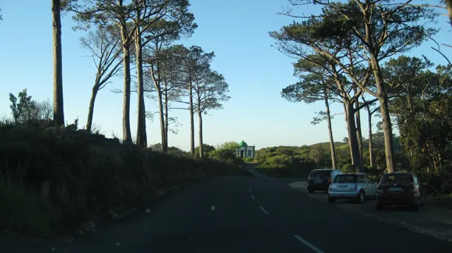Tall pine trunks border a shaded road with parked cars.