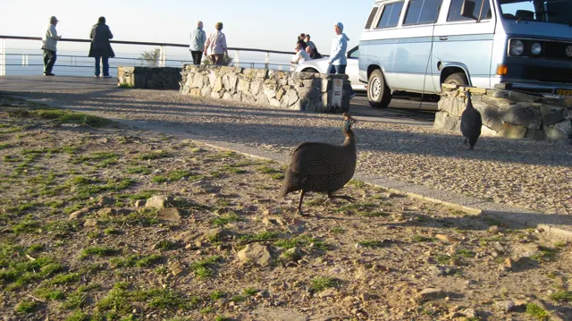 A guinea fowl stands near visitors and a parked van.
