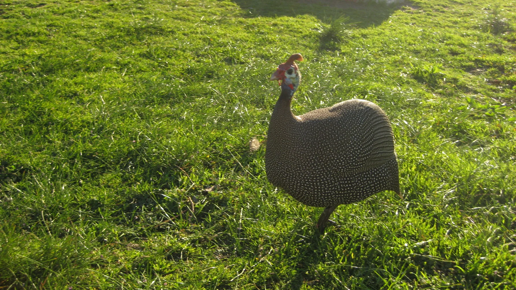 A guinea fowl stands on sunlit grass with finely speckled feathers.