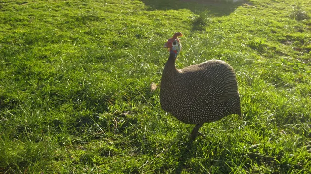 A guinea fowl stands on sunlit grass with finely speckled feathers.