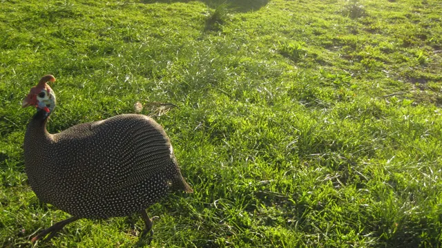 A guinea fowl turns sideways on a bright green lawn.