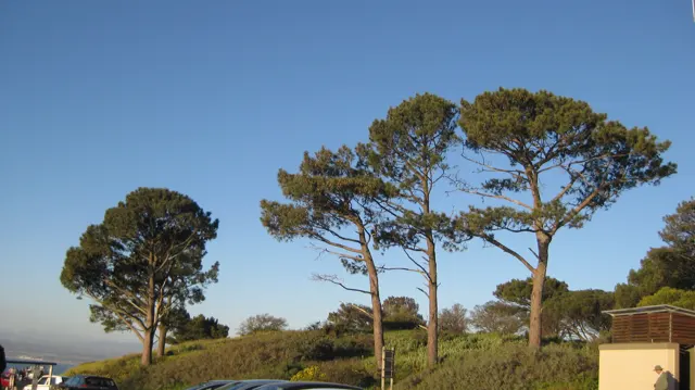Tall pines stand on a sunny grassy rise.