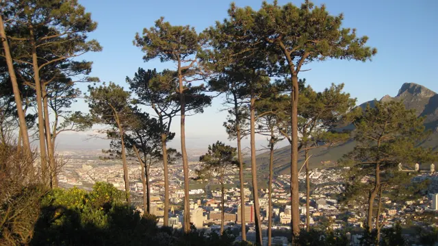 Tall pine trunks reveal glimpses of city buildings behind.