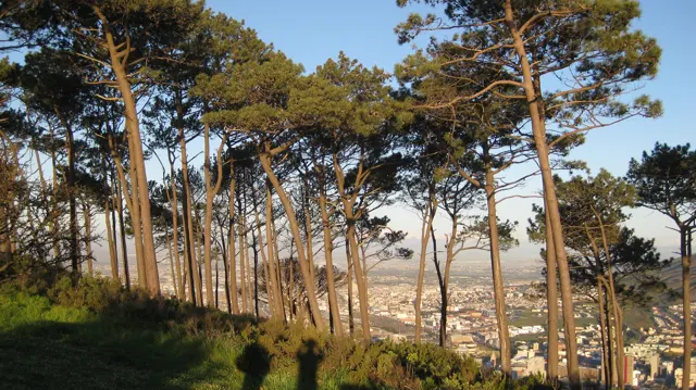 Slender pines cover a hillside above the city.