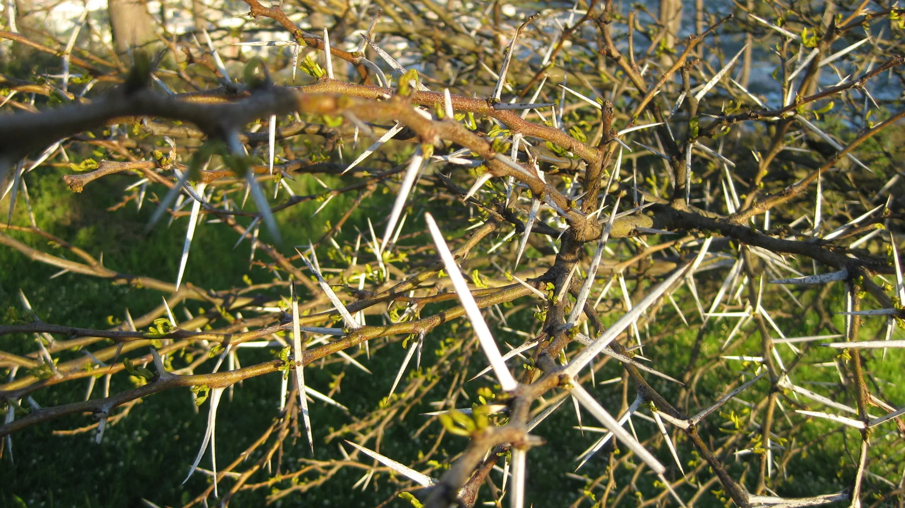 Long pale thorns project from tangled green branches.