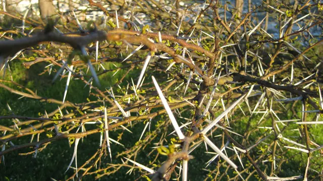 Long pale thorns project from tangled green branches.