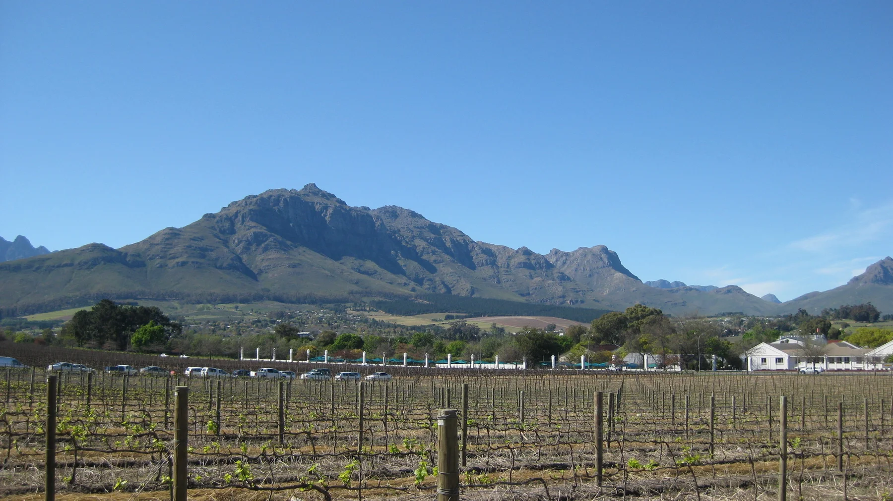 Bare vine rows stretch beneath a rugged mountain range.