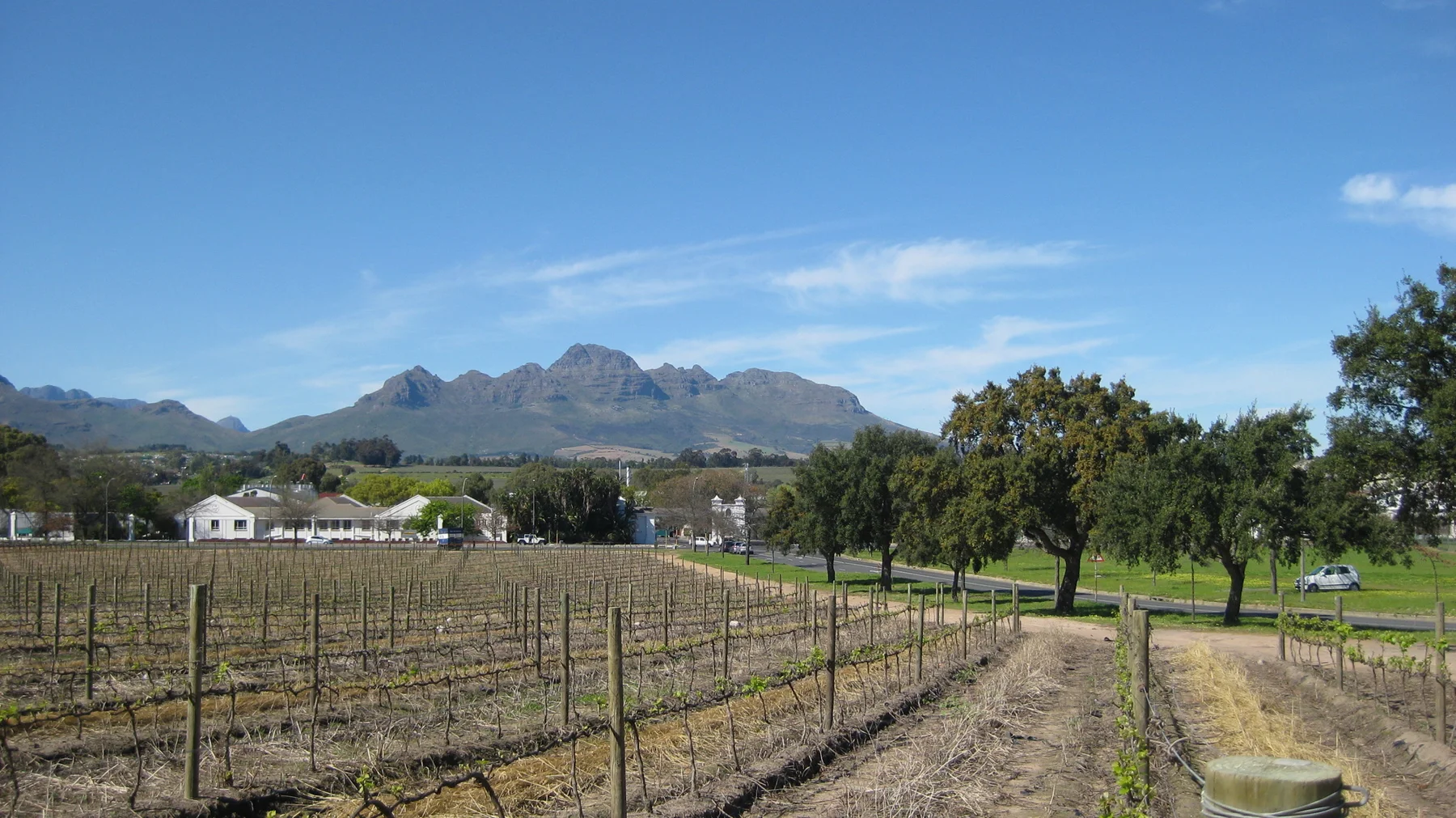 A narrow track runs beside vine rows and rounded trees.