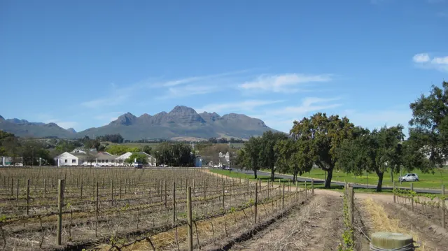 A narrow track runs beside vine rows and rounded trees.