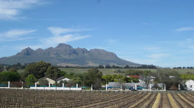 Orderly vineyard rows lead toward farm buildings and mountains.