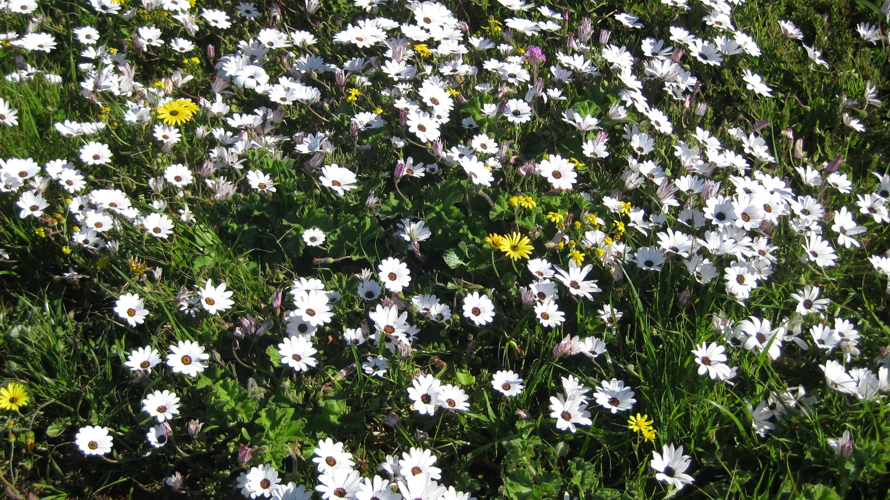 White flowers densely cover green ground in bright sunlight.