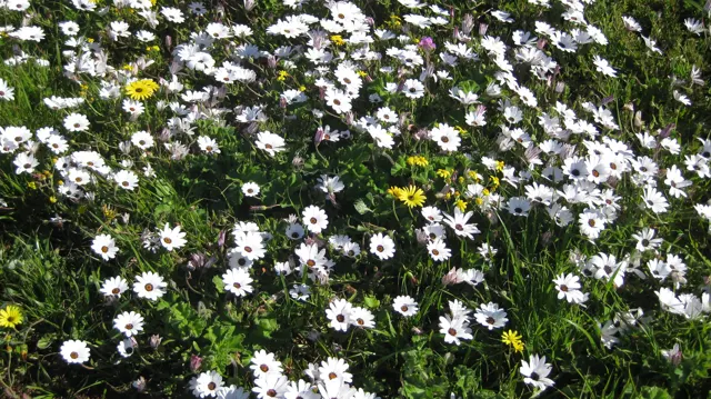 White flowers densely cover green ground in bright sunlight.