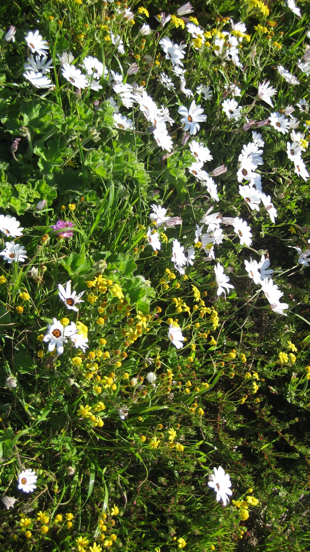 White and yellow flowers rise among green grasses.