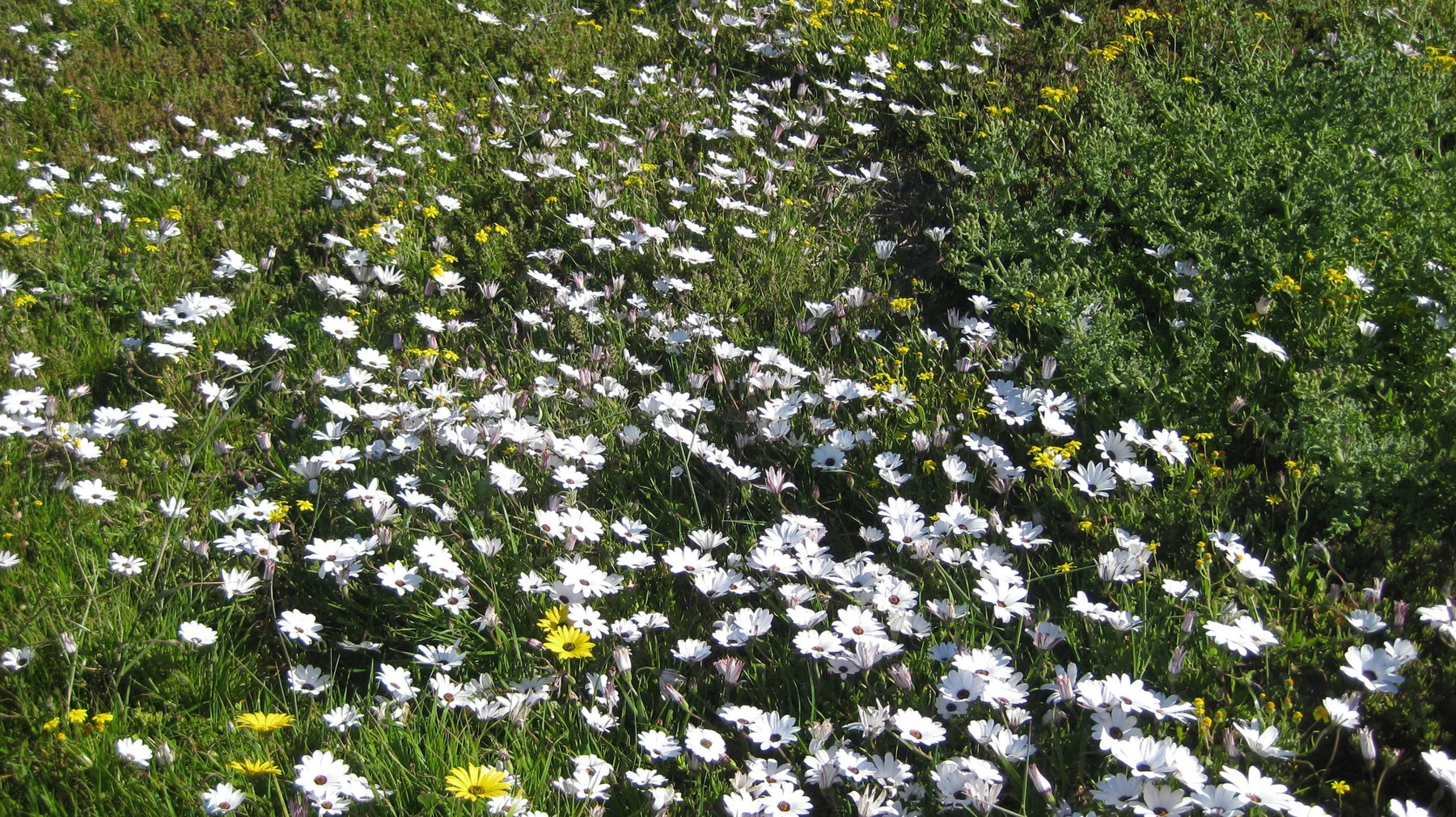 White flowers spread across a low grassy patch.