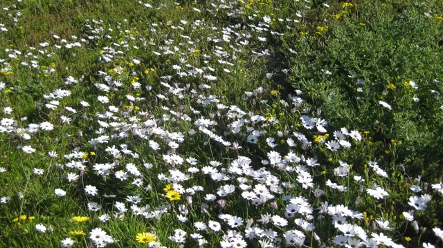 White flowers spread across a low grassy patch.