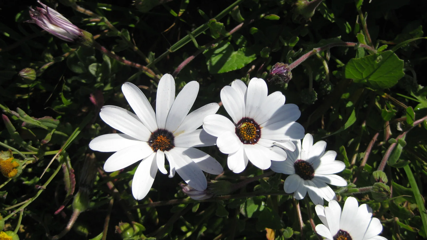 Two white flowers with dark centers open against green leaves.