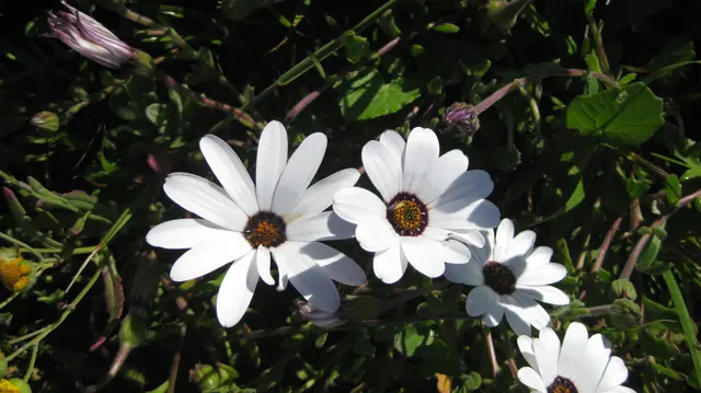 Two white flowers with dark centers open against green leaves.