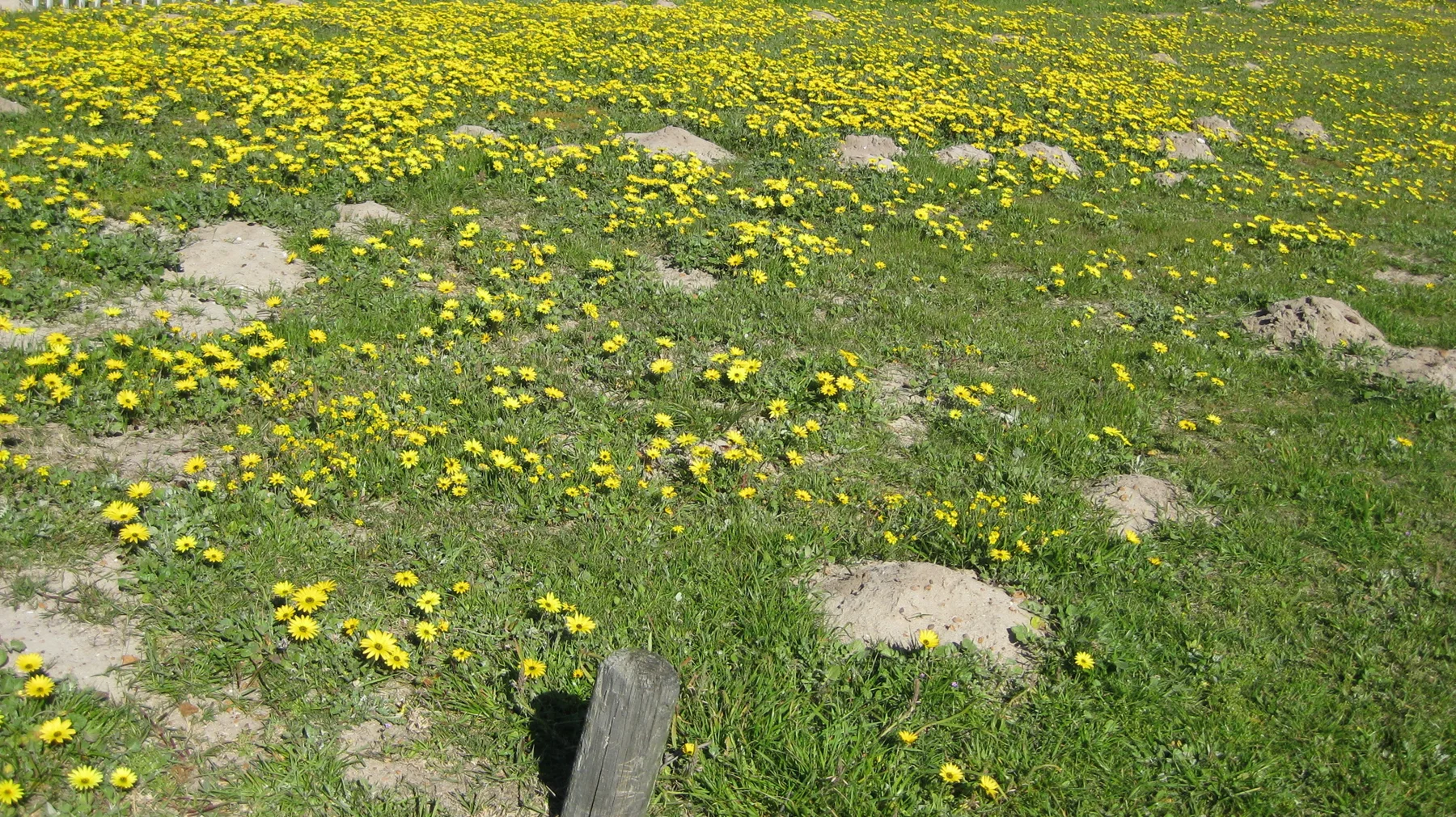 Small yellow flowers scatter across a grassy lawn.
