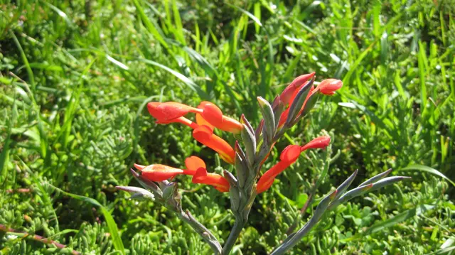 Red tubular flowers rise above bright green foliage.