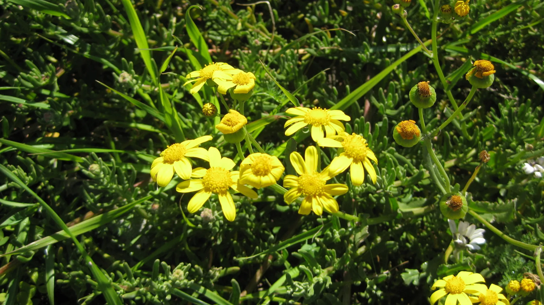Yellow flowers and rounded buds cluster on green stems.