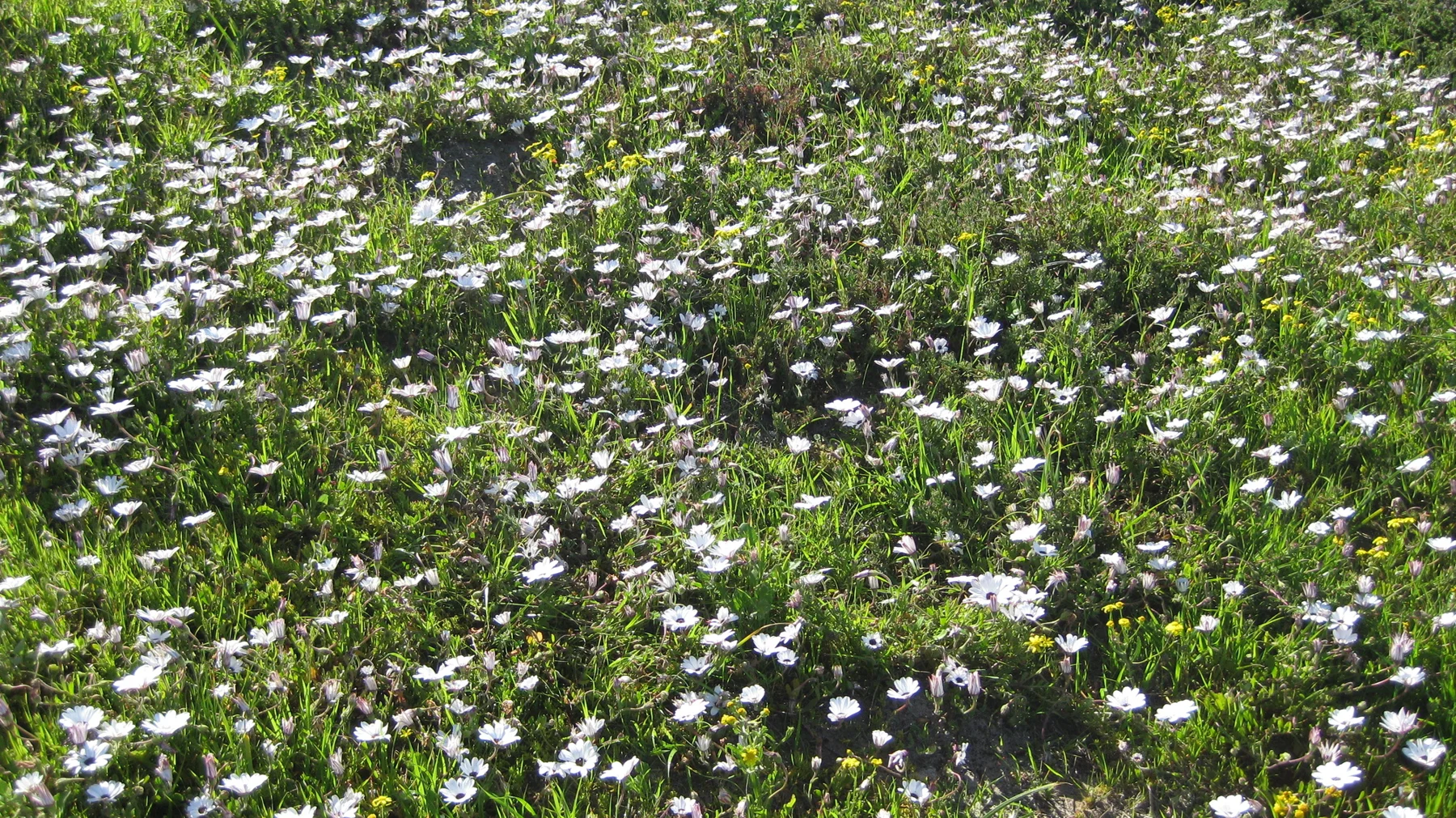 Numerous white blooms cover a broad patch of low vegetation.