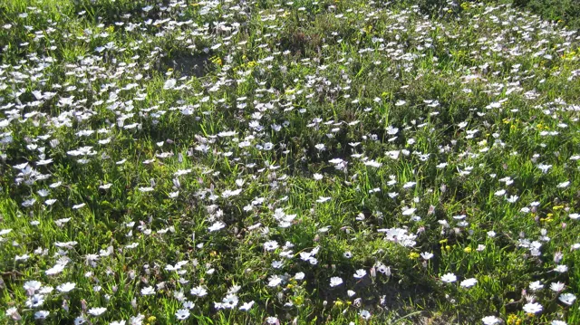 Numerous white blooms cover a broad patch of low vegetation.