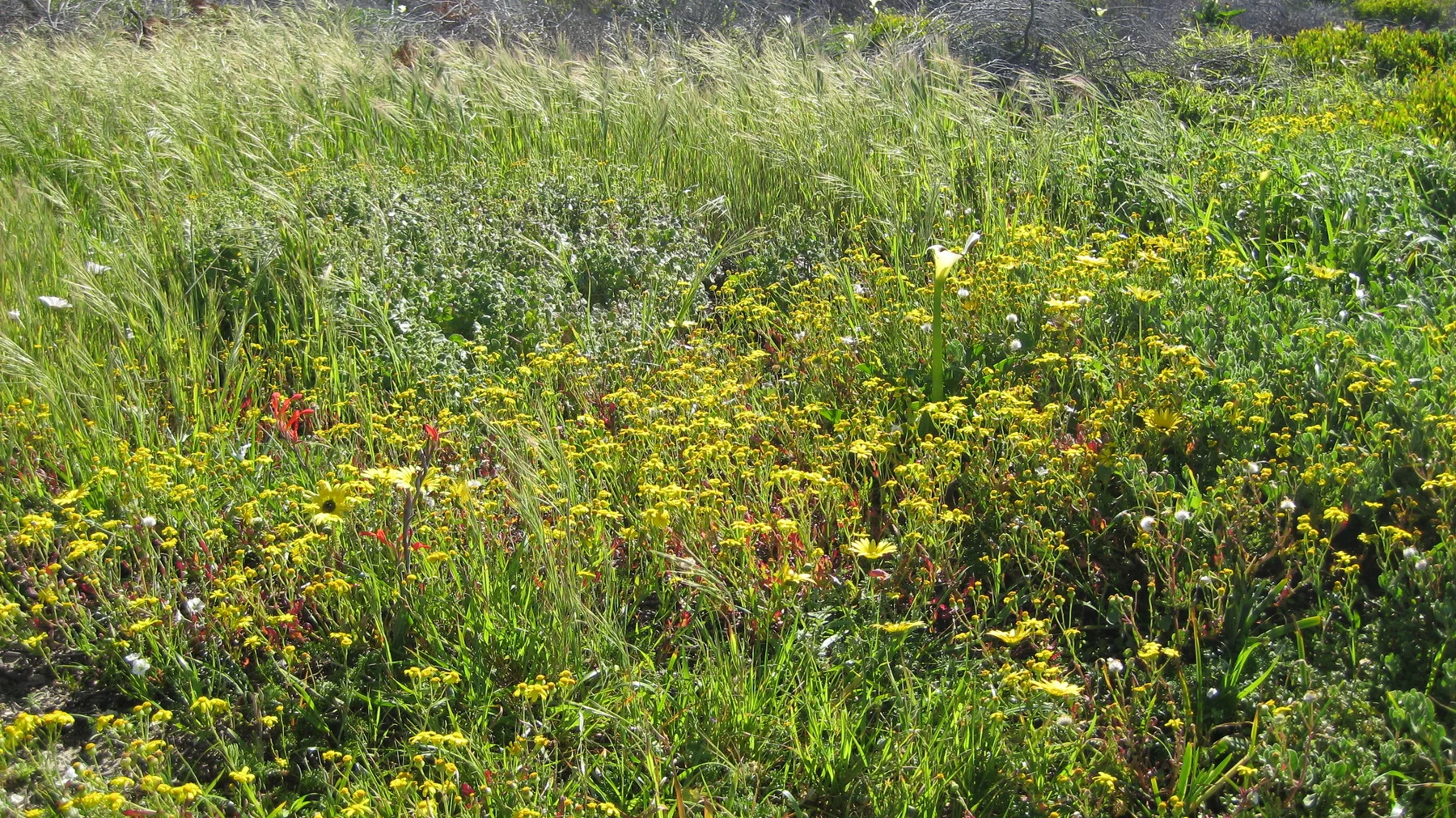 Small yellow flowers grow amid long meadow grass.