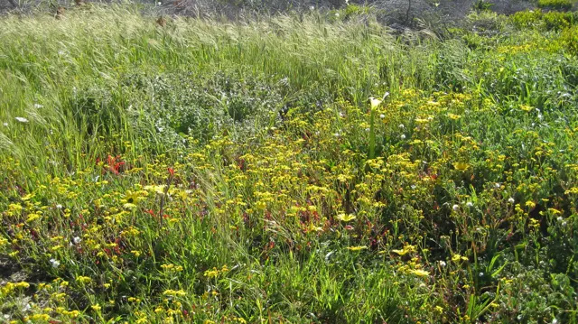 Small yellow flowers grow amid long meadow grass.