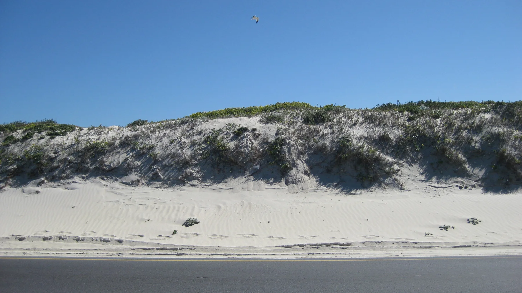 A pale dune with sparse vegetation borders a paved road.