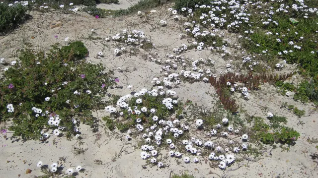 Small white flowers spread across sandy ground.