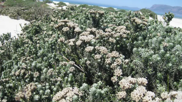 Pale flower clusters cover a rounded gray-green shrub.