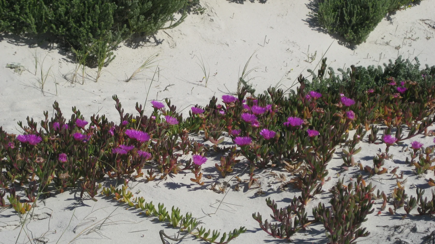 Magenta blooms trail across pale dune sand.