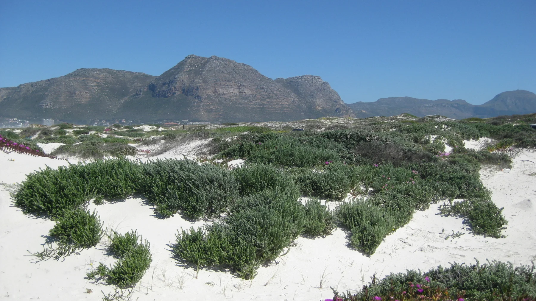 Low green shrubs form mounds across white sand below mountains.