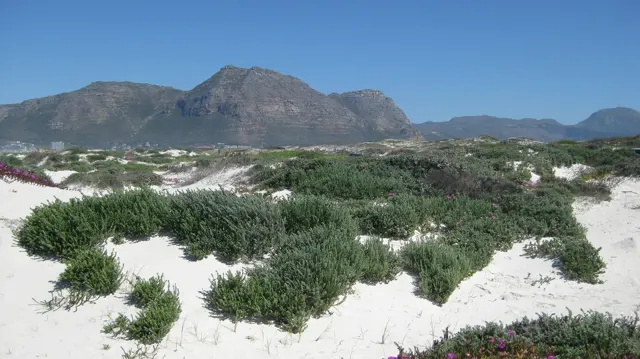 Low green shrubs form mounds across white sand below mountains.