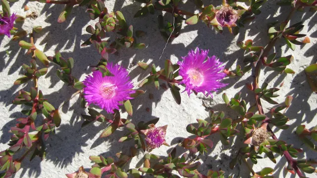 Two vivid magenta flowers open above thick leaves on sand.