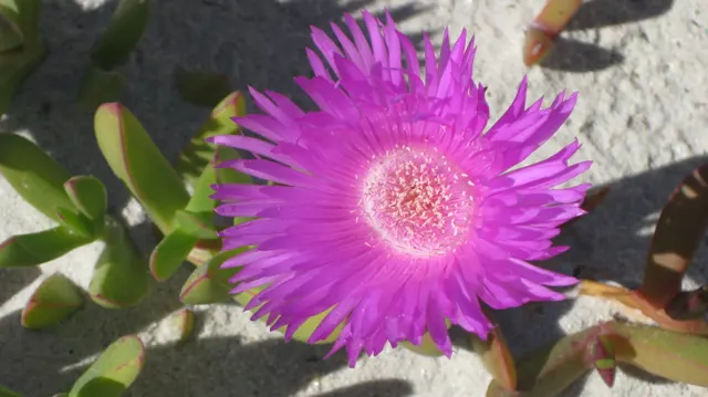 Fine magenta petals radiate around a pale textured center.