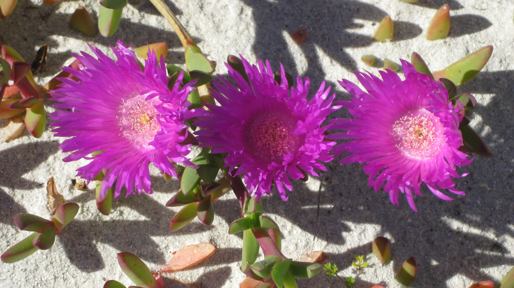 Three vivid pink flowers cluster above fleshy leaves on pale sand.