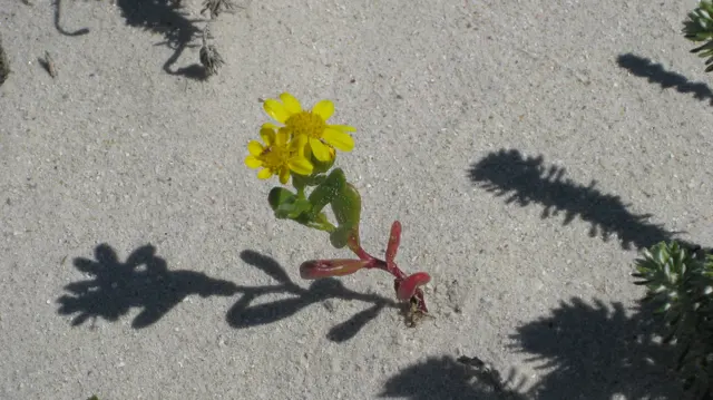 A small yellow flower casts a crisp shadow on sand.