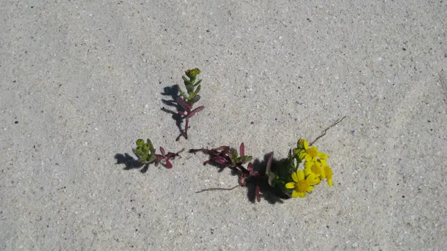A reddish stem trails across sand toward a yellow flower.