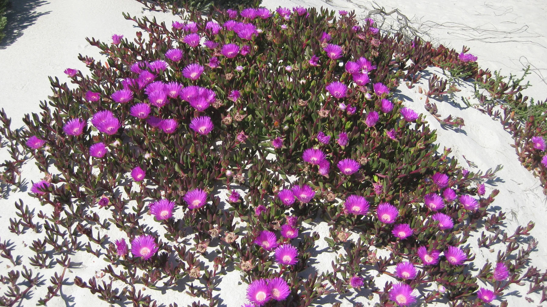 Magenta flowers cover a low mound of creeping plants on sand.