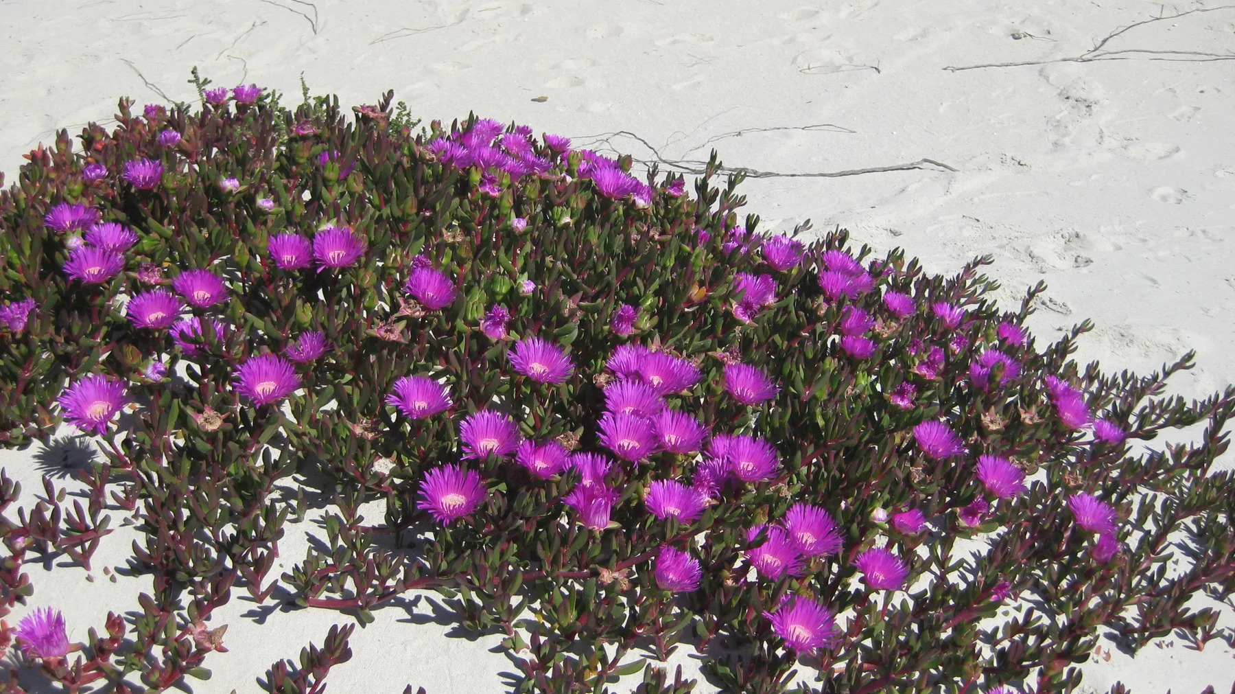 Pink flowers spread across a sandy bank among thick leaves.