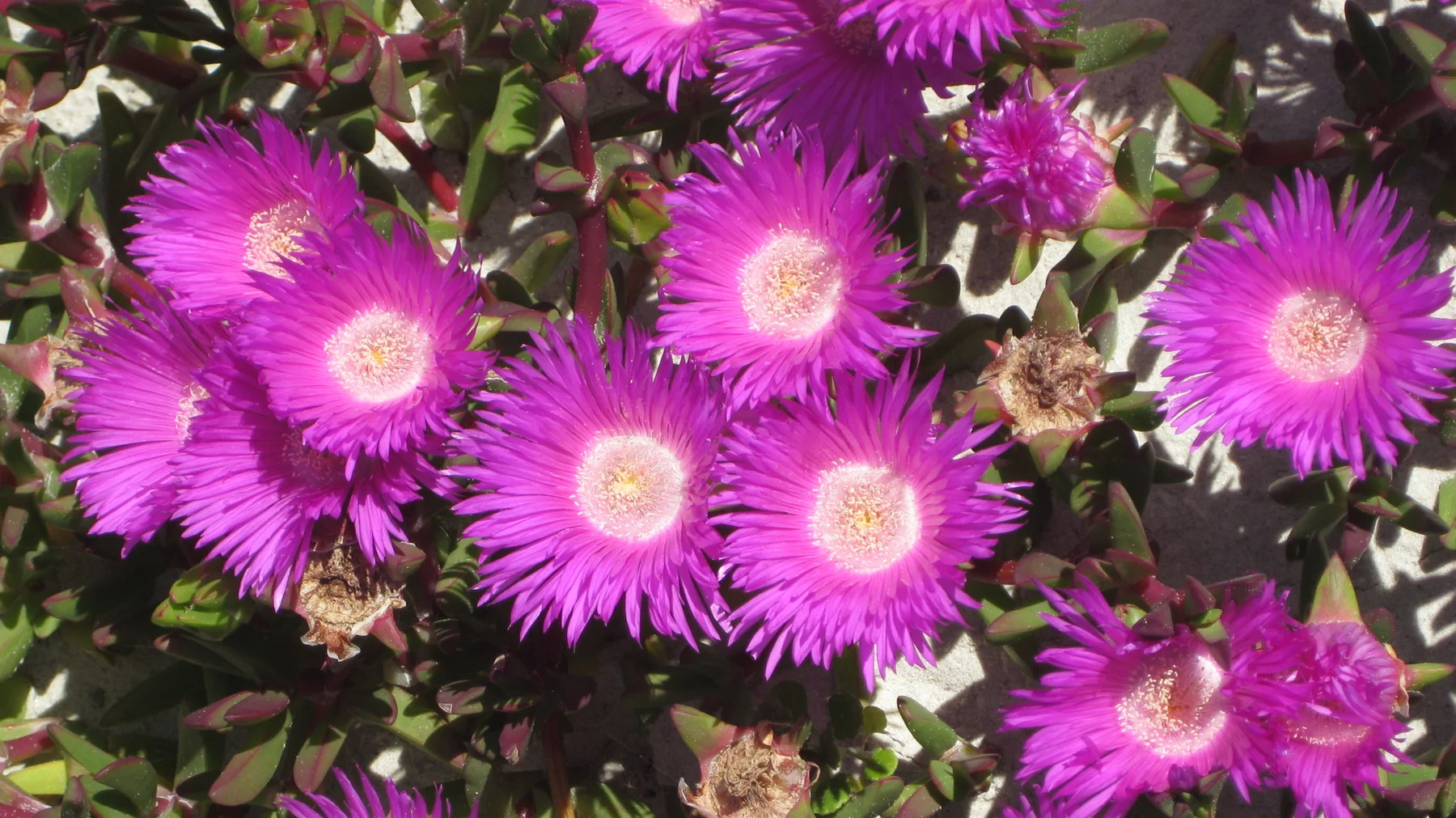 Several bright pink flowers open among overlapping fleshy leaves.