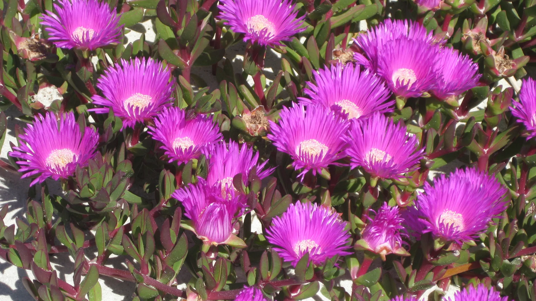 Vivid pink petals contrast with dense green and reddish leaves.