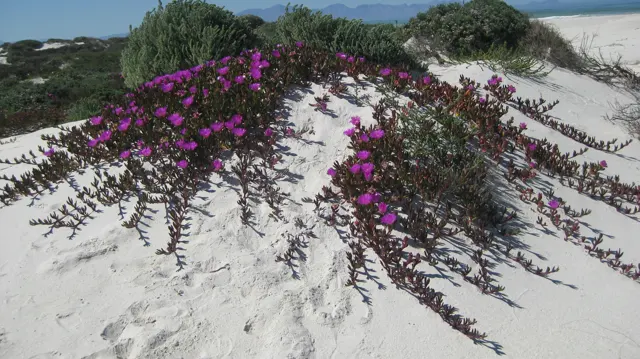 Flowering stems trail down a pale dune beside low shrubs.